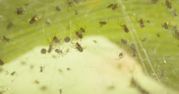 Grupo Aranhas Comunidade Amazônica Manter Web Esperando Para Rezar Close — Vídeo de Stock