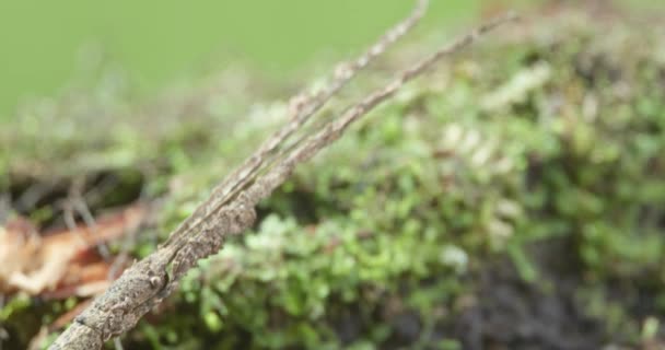 Gray Amazon Stick Insect Camouflaging Rainforest Floor Tripod Close — ストック動画