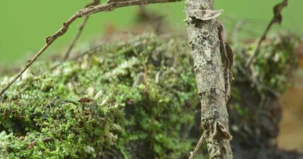 Camouflaged Gray Stick Insect Hide Plain Sight Amazon Floor Reveal — Vídeo de Stock