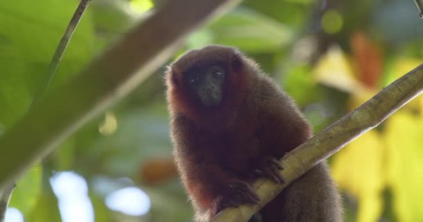 Dusky Titi Monkey Relax Green Branch Looking Camera Static Medium — Video Stock