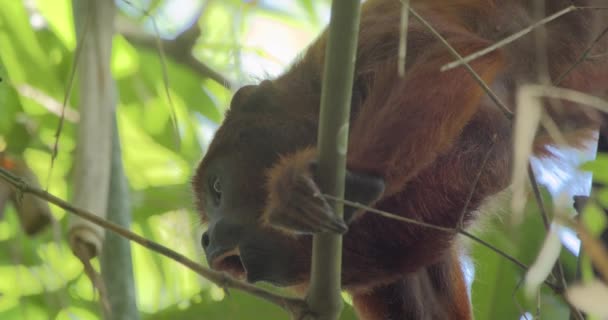 Macaco Uivo Agarrado Galho Mostrando Dentes Pontiagudos Bocejo Meio Tripé — Vídeo de Stock
