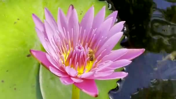 Медовая Пчела Собирает Пыльцу Цветка — стоковое видео