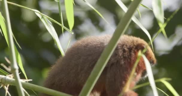 Dusky Titi Monkey Green Tree Branch Feeding Leaves Tripod Medium — Stock Video
