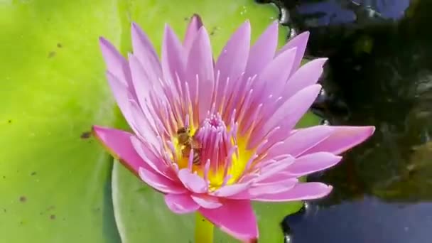 蜜蜂花粉囊 花粉篮 或从明亮的花朵中采集花粉的花冠 复数花冠 — 图库视频影像