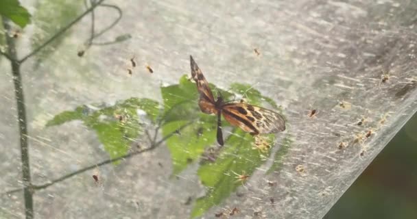 Mariposa Tratando Escapar Pegajoso Retroiluminado Amazonas Telaraña Comunal Trípode — Vídeos de Stock