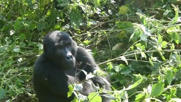 Junger Berggorilla Dichter Grüner Vegetation Bwindi Undurchdringlichen Waldnationalpark — Stockvideo