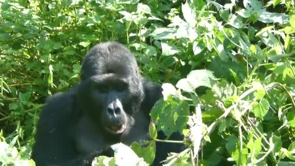 Gorille Des Montagnes Mangeant Végétation Parc National Forêt Impénétrable Bwindi — Video