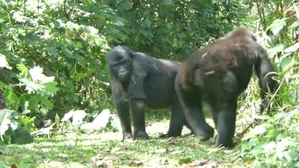 Par Gorilas Montaña Junior Ser Juguetones Parque Nacional Bwindi Impenetrable — Vídeos de Stock
