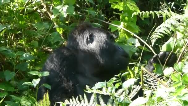 Silverback Mountain Gorilla Eating Vegetation Bwindi Impenetrable Forest National Park — Stockvideo