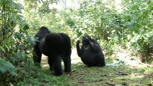 Silverback Mountain Gorilla All Fours Clearing Waiting Pounding Chest Bwindi — Αρχείο Βίντεο
