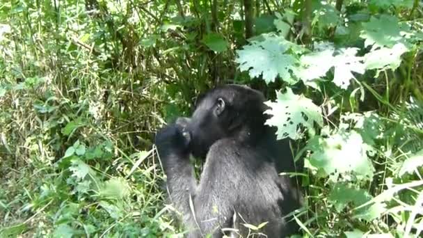 Gorilla Eating Vegetation Bwindi Impenetrable Forest National Park — Vídeo de Stock