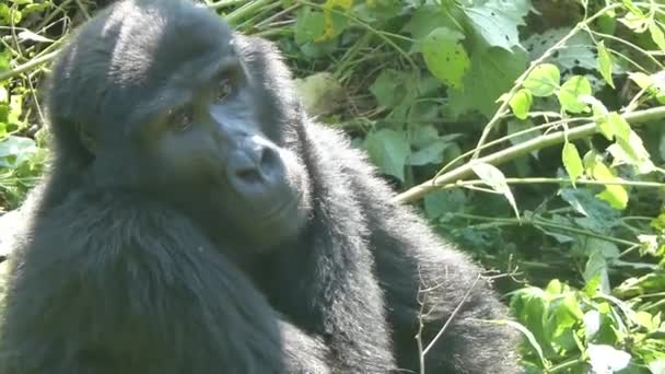 Gorille Montagne Égratignant Cou Regardant Réfléchi Parc National Forêt Impénétrable — Video