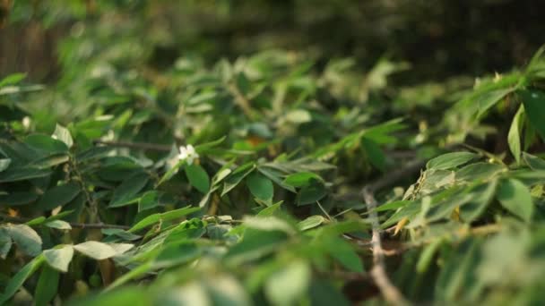 Slow Motion Footage Bush Small White Flowers Weaving Wind Sunset — Vídeo de stock