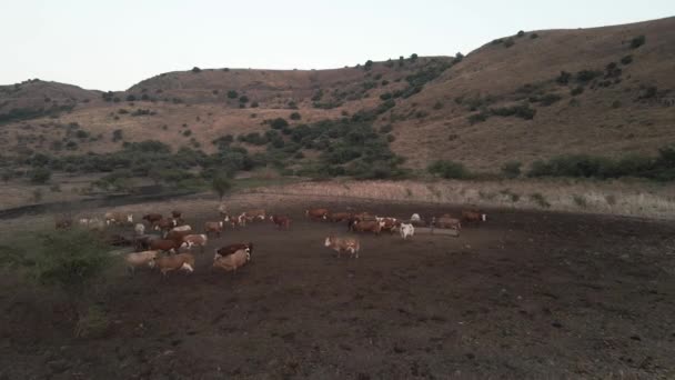 Aerial Drone View Low Cattle Fence Sunset Golan Heights Israel — Video Stock