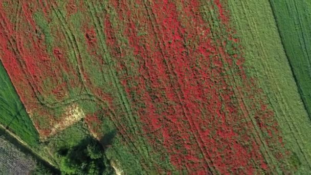 Widok Kolorowe Pole Makowe Słoneczny Dzień Czerwone Maki Dron Powietrzny — Wideo stockowe