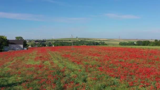 Blooming Red Poppies Meadow Poppy Field Aerial Drone Ascending Pullback — Stockvideo
