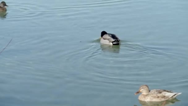 Mallard Ducks Swimming Lake Forage Close — стоковое видео