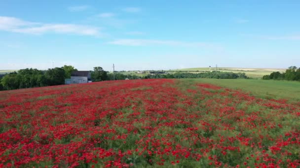 Красивое Красное Маковое Поле Солнечный День Дрон Боком — стоковое видео