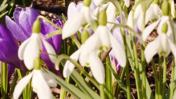 Crocuses Snowdrops Blooming Close — Stockvideo