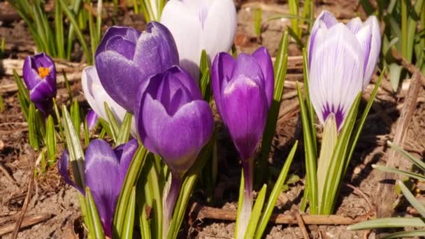 Spring Flowers Close Crocuses Snowdrops — Stockvideo