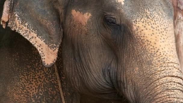 Éléphant Asie Gros Plan Tête — Video