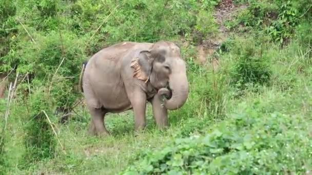Vahşi Tayland Hint Filinin Görüntüsü — Stok video