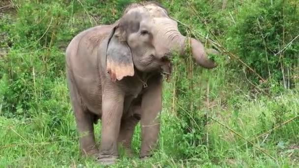 Footage Wild Thai Indian Elephant — Vídeos de Stock