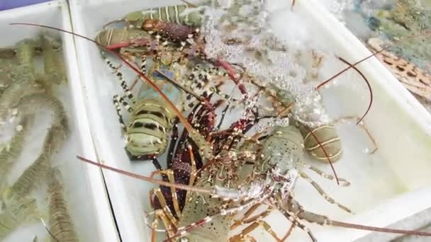 Lobster Swimming Shallow Water Fresh Local Market Phuket Thailand — Video Stock