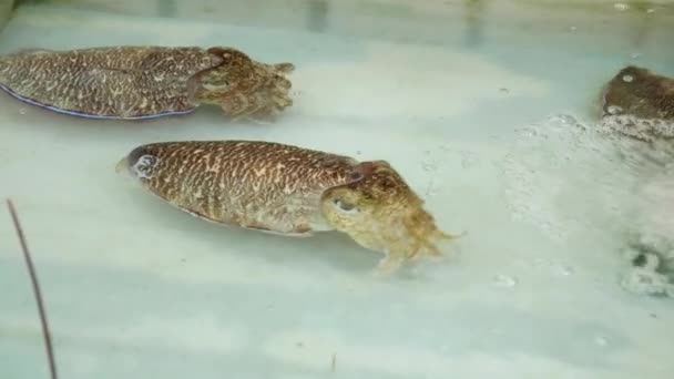 Large Living Sea Creatures Cuttlefish Displayed Local Restaurant Harbor Phuket — Vídeo de Stock