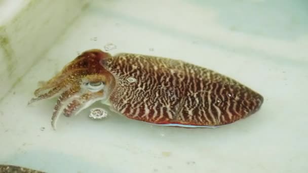 Large Living Sea Creatures Cuttlefish Displayed Local Restaurant Harbor Phuket — Vídeo de Stock