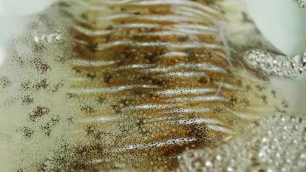 Большие Живые Морские Существа Каракатицы Показаны Местном Ресторане Недалеко Гавани — стоковое видео