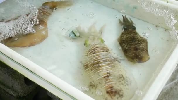 Μεγάλα Ζωντανά Πλάσματα Της Θάλασσας Σουπιές Εκτίθενται Ένα Τοπικό Εστιατόριο — Αρχείο Βίντεο