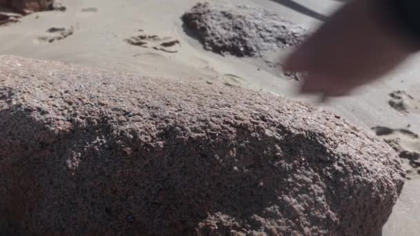 Muž Zjemňuje Abalone Měkkýše Kamenem Pláži — Stock video