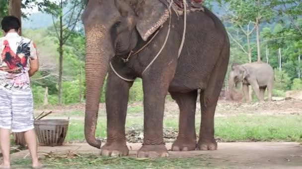 Asiatisk Manlig Turist Matar Asiatisk Elefant Elefantläger — Stockvideo