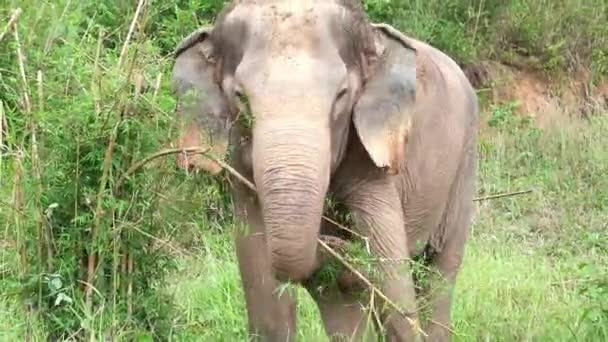 Footage Wild Thai Indian Elephant — Vídeo de Stock