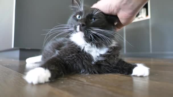 Close Person Stroking Adorable Black Cat White Neck Paws Indoors — Stok video