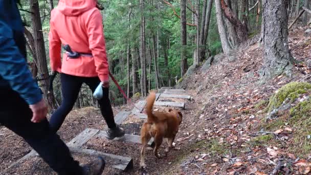 サンフアン島の森の中で犬と階段を下りカップルハイキング — ストック動画