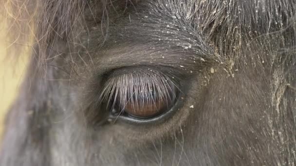 Macro Close Black Horse Eye Blinking Câmera Lenta Durante Luz — Vídeo de Stock