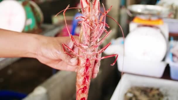 Hand Holding Red Tiger Prawns Street Seafood Market Cooking Phuket — Stock Video