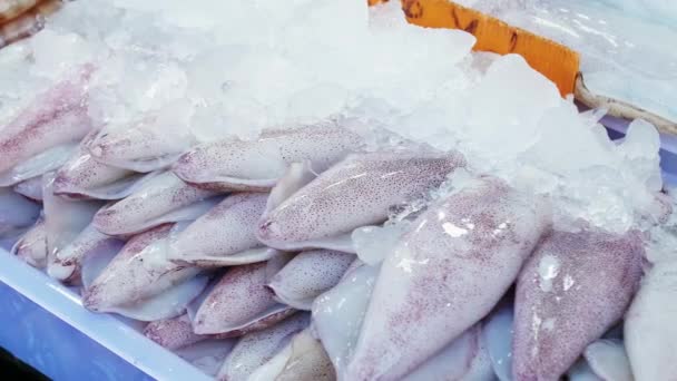 Fresh Frozen Squid Seafood Market Cooking Phuket Thailand — Vídeos de Stock