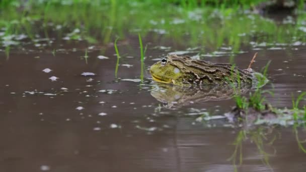Afrikaanse Bullfrog Habitat Centraal Kalahari Natuurreservaat Botswana Selectieve Scherpstelling — Stockvideo