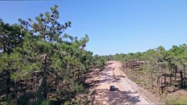 Dron Latający Lesie Alentejo Portugalia — Wideo stockowe