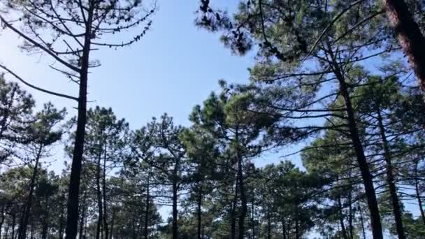 Aller Avant Bas Entre Les Arbres Dans Forêt — Video