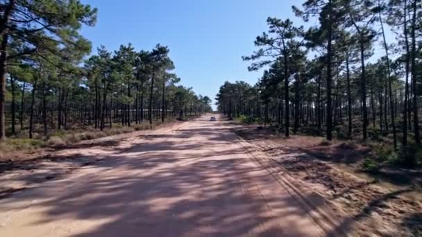 Dirt Road Forest Alentejo Portugal — Stockvideo