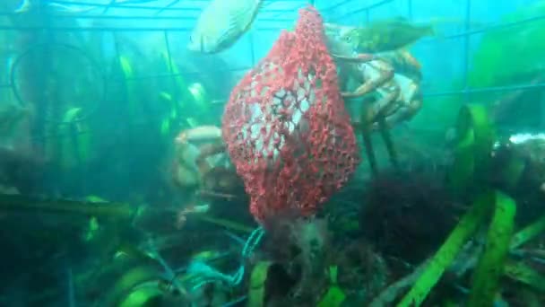 Underwater Time Lapse Red Rock Crab Shiner Perch Feeding Bait — Vídeos de Stock