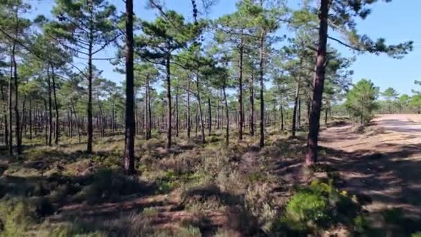 Dron Lecący Tyłem Pobliżu Polnej Drogi Lesie Alentejo Portugalia — Wideo stockowe