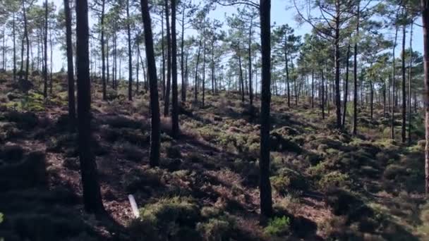 Flygdrönare Som Rör Sig Bakåt Genom Skog — Stockvideo