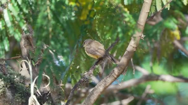 Vida Selvagem Close Shot Little Cattle Tyrant Machetornis Rixosa Perching — Vídeo de Stock