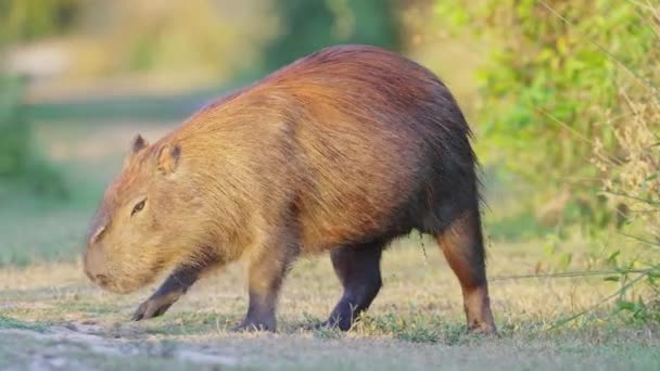 Pregnant Mother Capybara Hydrochoerus Hydrochaeris Walking Suddenly Stop Scratch Its — Stockvideo