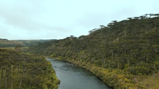 Beautiful Drone Footage Acompaning River Pine Trees Plantations Hills — Video